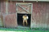 Barn Girls Toy